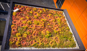 Dachbepflanzung mit Sedum-Pflanzen, wie z.B. Arce Golden Carpet, Floriferum, Spurium Coccineum, Montanum, Reflexum Blue Spruce