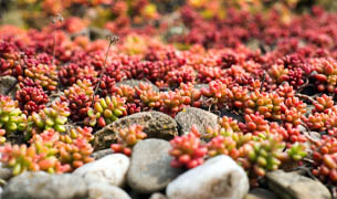 Dachbegrünung mit Sedum-Pflanzen, wie z.B. Arce Golden Carpet, Floriferum, Spurium Coccineum, Montanum, Reflexum Blue Spruce